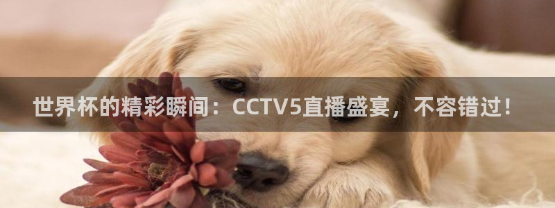 世界杯葡萄牙赛程:世界杯的精彩瞬间:CCTV5直播盛宴,不容错过!