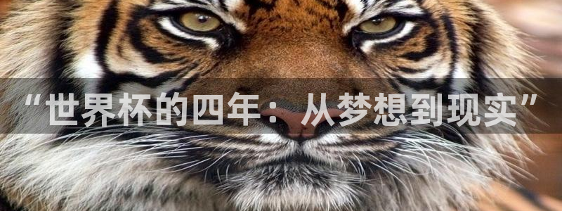 2026世界杯直播免费观看:“世界杯的四年:从梦想到现实”